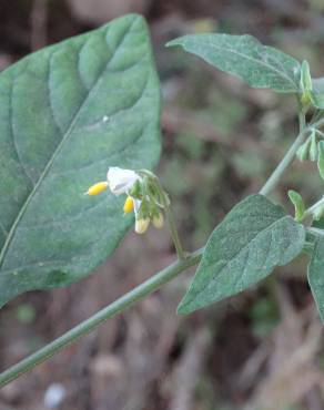 Fotografia 16 da espécie Solanum villosum no Jardim Botânico UTAD