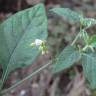 Fotografia 16 da espécie Solanum villosum do Jardim Botânico UTAD