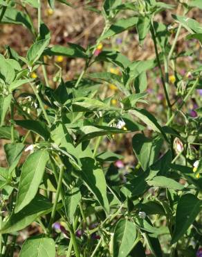 Fotografia 17 da espécie Solanum villosum no Jardim Botânico UTAD