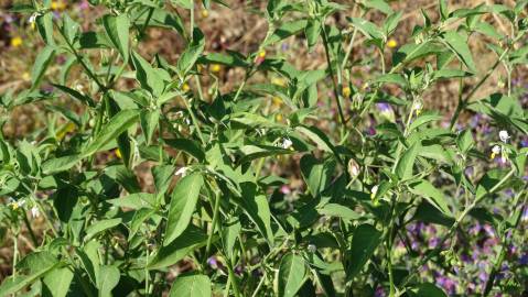 Fotografia da espécie Solanum villosum