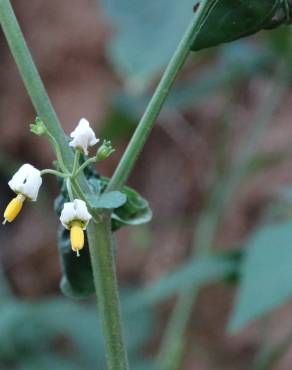 Fotografia 18 da espécie Solanum villosum no Jardim Botânico UTAD