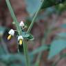 Fotografia 18 da espécie Solanum villosum do Jardim Botânico UTAD