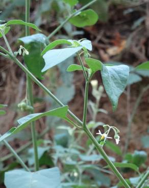 Fotografia 19 da espécie Solanum villosum no Jardim Botânico UTAD