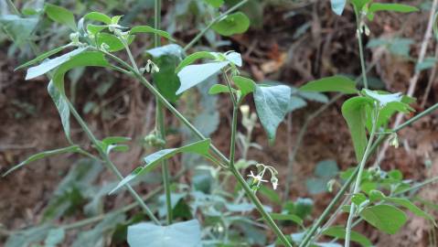 Fotografia da espécie Solanum villosum