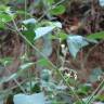 Fotografia 19 da espécie Solanum villosum do Jardim Botânico UTAD