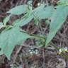 Fotografia 20 da espécie Solanum villosum do Jardim Botânico UTAD