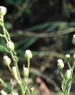 Fotografia 14 da espécie Erigeron bonariensis no Jardim Botânico UTAD