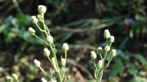 Fotografia da espécie Erigeron bonariensis