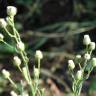 Fotografia 14 da espécie Erigeron bonariensis do Jardim Botânico UTAD