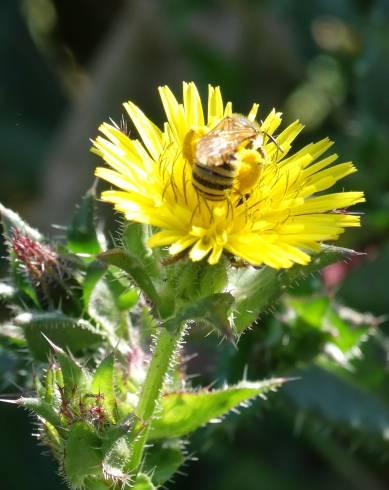 Fotografia de capa Helminthotheca echioides - do Jardim Botânico