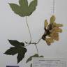 Fotografia de herbário 1 da espécie Acer pseudoplatanus no Jardim Botânico UTAD