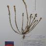 Fotografia de herbário 1 da espécie Linaria saxatilis no Jardim Botânico UTAD