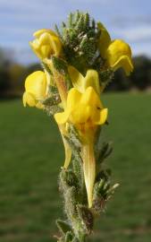 Fotografia da espécie Linaria saxatilis