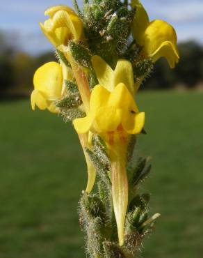 Fotografia 12 da espécie Linaria saxatilis no Jardim Botânico UTAD