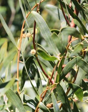 Fotografia 2 da espécie Acacia cyclops no Jardim Botânico UTAD