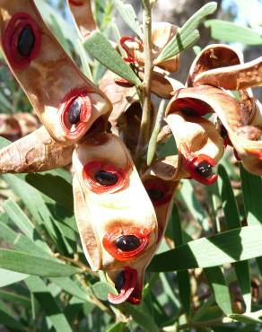 Fotografia 4 da espécie Acacia cyclops no Jardim Botânico UTAD