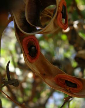 Fotografia 5 da espécie Acacia cyclops no Jardim Botânico UTAD