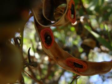 Fotografia da espécie Acacia cyclops