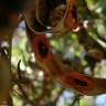Fotografia 5 da espécie Acacia cyclops do Jardim Botânico UTAD