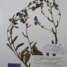 Fotografia de herbário 1 da espécie Echium plantagineum no Jardim Botânico UTAD