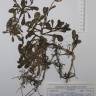 Fotografia de herbário 1 da espécie Calendula suffruticosa no Jardim Botânico UTAD