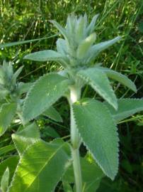 Fotografia da espécie Stachys germanica