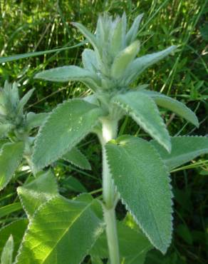 Fotografia 11 da espécie Stachys germanica no Jardim Botânico UTAD