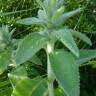 Fotografia 11 da espécie Stachys germanica do Jardim Botânico UTAD