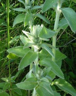 Fotografia 12 da espécie Stachys germanica no Jardim Botânico UTAD