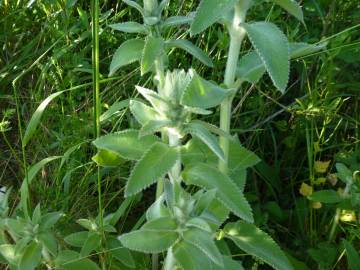 Fotografia da espécie Stachys germanica