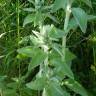 Fotografia 12 da espécie Stachys germanica do Jardim Botânico UTAD