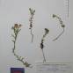 Fotografia 1 de herbário da espécie Iberis procumbens no Jardim Botânico UTAD
