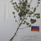 Fotografia 1 de herbário da espécie Clinopodium nepeta no Jardim Botânico UTAD
