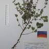 Fotografia de herbário 1 da espécie Clinopodium nepeta no Jardim Botânico UTAD