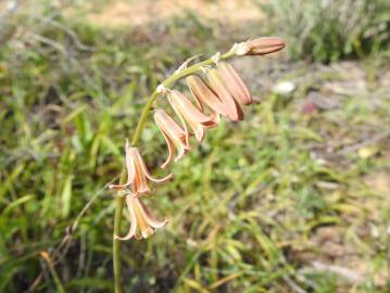 Fotografia da espécie Dipcadi serotinum subesp. serotinum