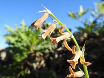 Fotografia da espécie Dipcadi serotinum subesp. serotinum