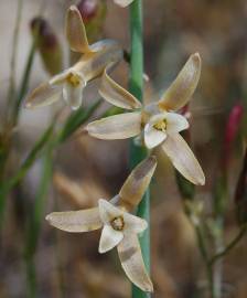 Fotografia da espécie Dipcadi serotinum subesp. serotinum