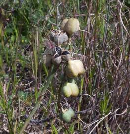 Fotografia da espécie Dipcadi serotinum subesp. serotinum