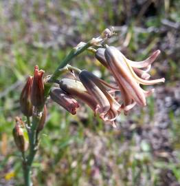 Fotografia da espécie Dipcadi serotinum subesp. serotinum