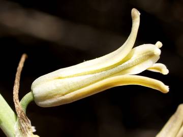 Fotografia da espécie Dipcadi serotinum subesp. serotinum