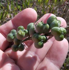 Fotografia da espécie Dipcadi serotinum subesp. serotinum