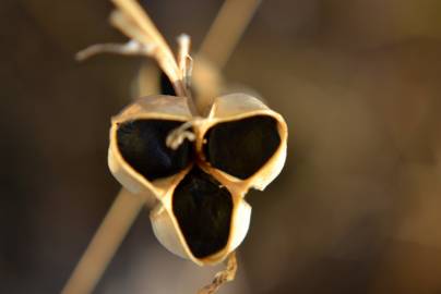 Fotografia da espécie Dipcadi serotinum subesp. serotinum