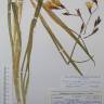 Fotografia de herbário 1 da espécie Tritonia gladiolaris no Jardim Botânico UTAD