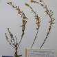 Fotografia 4 de herbário da espécie Linaria saxatilis no Jardim Botânico UTAD