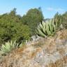 Fotografia 5 da espécie Agave atrovirens do Jardim Botânico UTAD