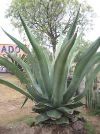 Fotografia da espécie Agave atrovirens