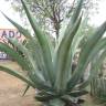 Fotografia 6 da espécie Agave atrovirens do Jardim Botânico UTAD