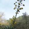 Fotografia 7 da espécie Agave atrovirens do Jardim Botânico UTAD