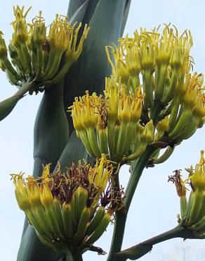 Fotografia 8 da espécie Agave atrovirens no Jardim Botânico UTAD