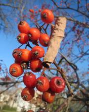 Fotografia da espécie Scandosorbus intermedia